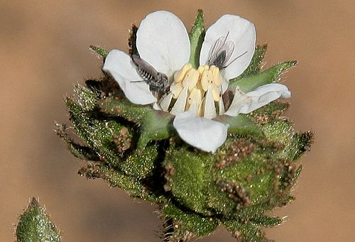 Horkelia cuneata